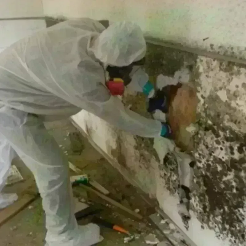 Mold Remediation and Removal in Metzger, OR